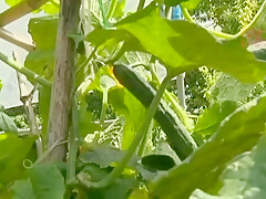 NPL384-DFTXIDLVBN694782219